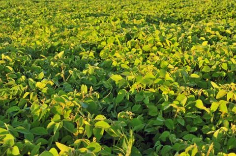 Field of soybean Stock Photos