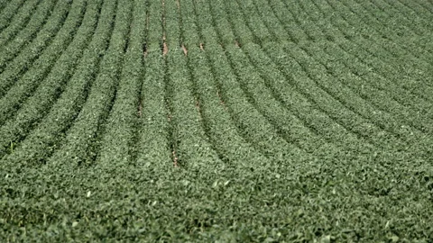 A field of soybeans blows in the wind on a farm Stock Footage 164932539
