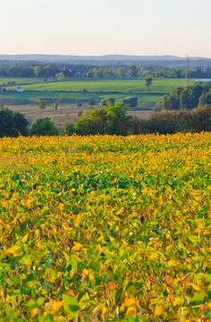 Field of soybeans Stock Photos