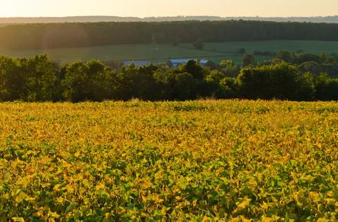 Field of soybeans Stock Photos