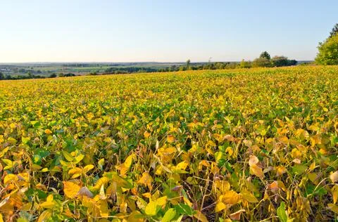 Field of soybeans Stock Photos