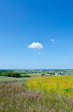 Field of soybeans Stock Photos