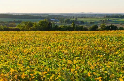 Field of soybeans Stock Photos