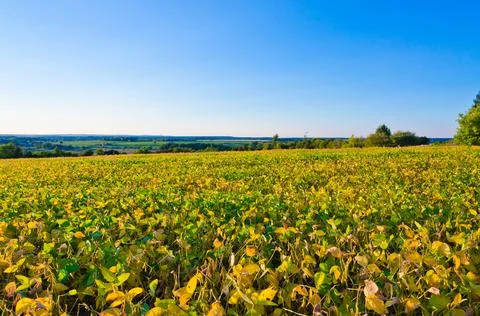 Field of soybeans Stock Photos