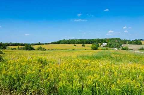 Field of soybeans Stock Photos