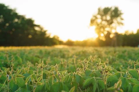 Field of soybeans at sunset Stock Photos