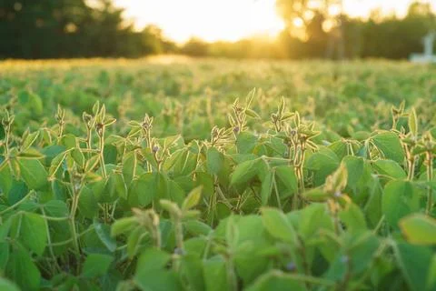 Field of soybeans at sunset Stock Photos
