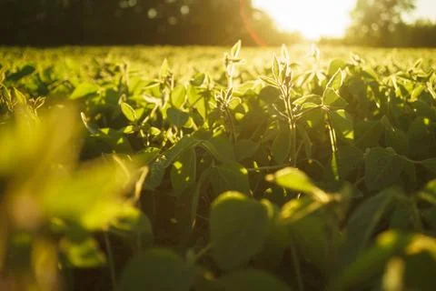 Field of soybeans at sunset Stock Photos