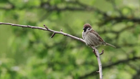 Field sparrow on a branch  Stock Footage 302449121