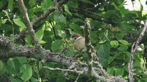 Field sparrow with feather in its beak Stock Footage 302449118