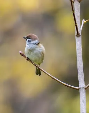 Field sparrow on a leafless branch Stock Photos