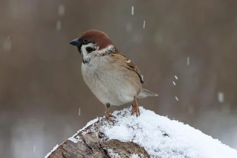 Field sparrow in light snowfall Stock Photos