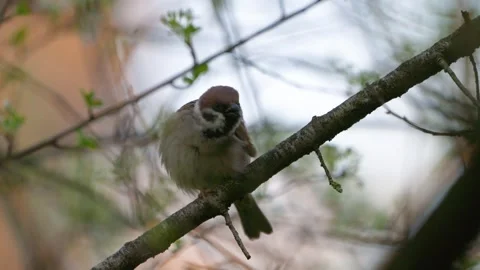 Field Sparrow (Passer montanus) Perched in Natural Habitat, Slow Motion Wildlife Stock-Footage 333517765