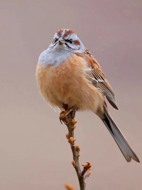 Field sparrow perched on a thin branch in a natural setting Stock Footage 336033381