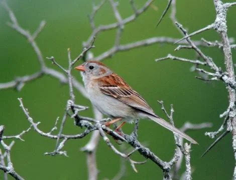 Field sparrow Stock Photos