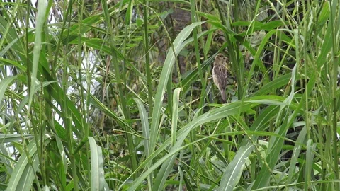 Field sparrow singing and displaying in nature. Video stock 79776234