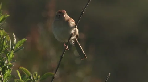 Field sparrow sings a Stock Footage 41904052