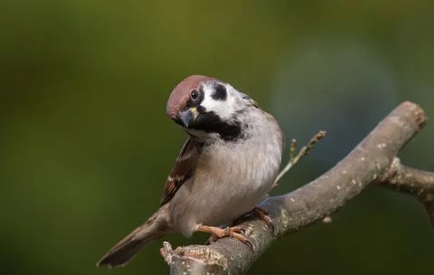 Field sparrow with teasing look Stock Photos