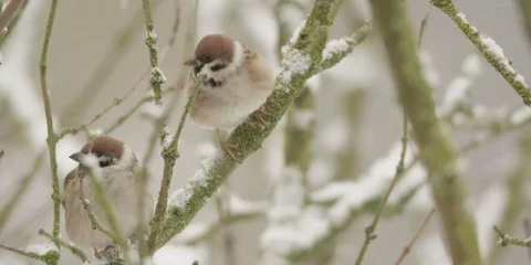 Field sparrow in winter - 5k red epic footage Stock Footage 83429606
