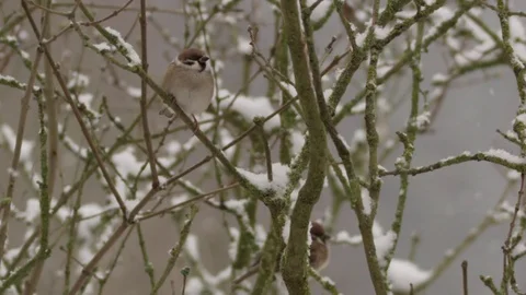 Field sparrow in winter - red epic footage  Stock Footage 83430656