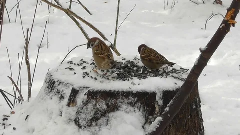 Field sparrows flew to the stump to peck sunflower seeds Video stock 120131958