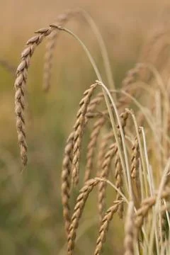 Field of spelt Stock Photos