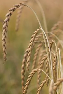 Field of spelt Stock Photos