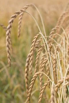 Field of spelt Stock Photos