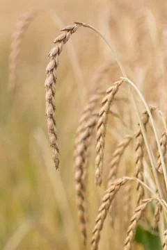 Field of spelt Stock Photos