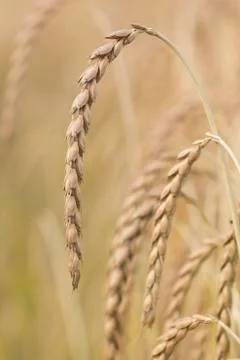 Field of spelt Stock Photos