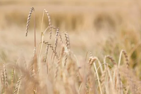 Field of spelt Stock Photos