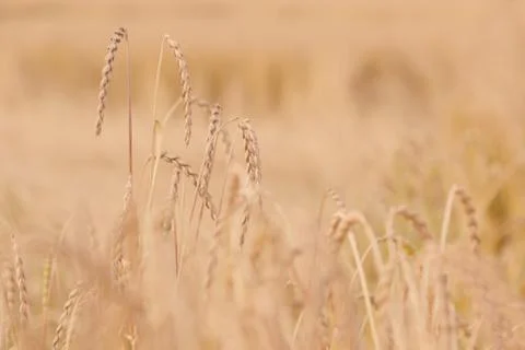 Field of spelt Foto stock