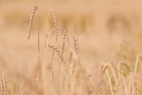 Field of spelt Foto stock