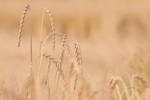 Field of spelt Stock Photos