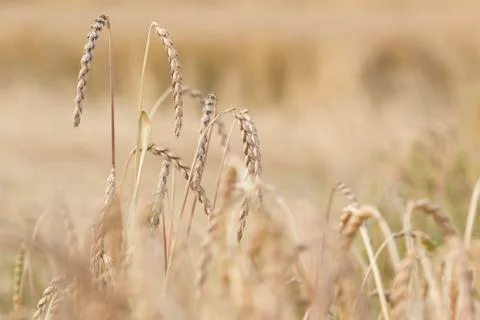 Field of spelt Foto stock