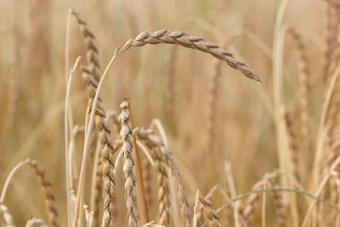 Field of spelt Stock Photos