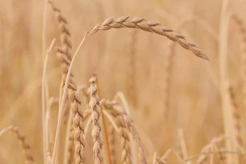 Field of spelt Stock Photos