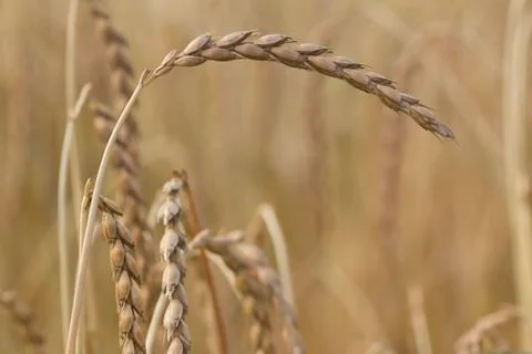 Field of spelt Stock Photos