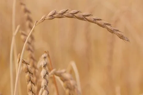 Field of spelt Foto stock