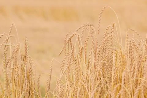 Field of spelt Stock Photos