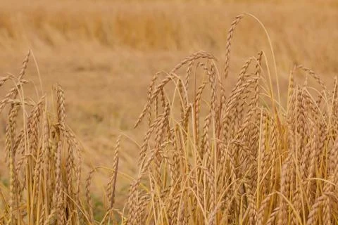 Field of spelt Foto stock