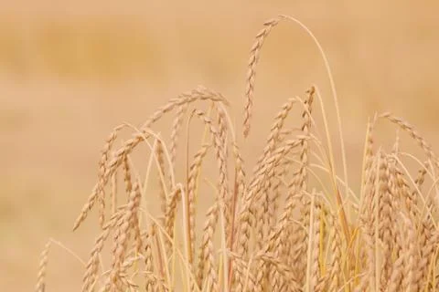 Field of spelt Stock Photos
