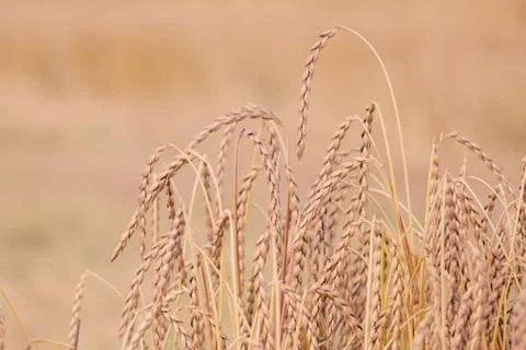 Field of spelt Foto stock