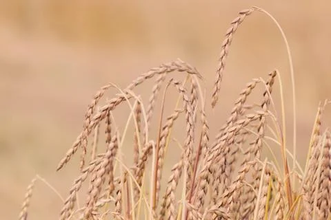 Field of spelt Stock Photos