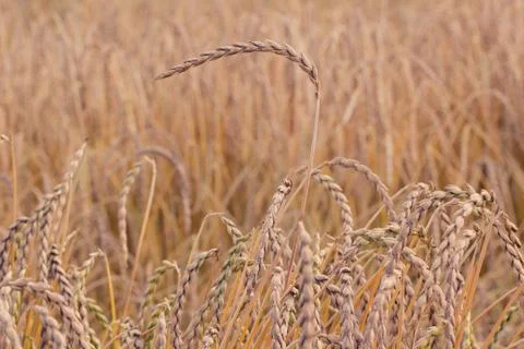 Field of spelt Stock Photos