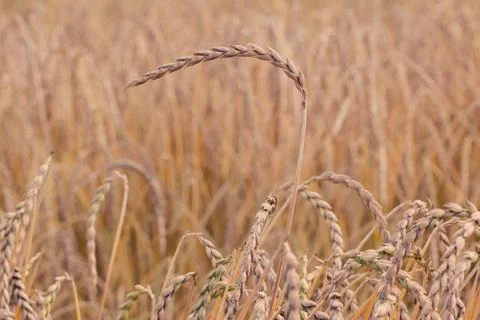 Field of spelt Stock Photos