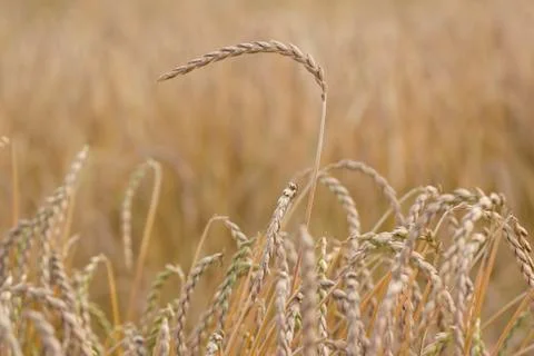 Field of spelt Stock Photos