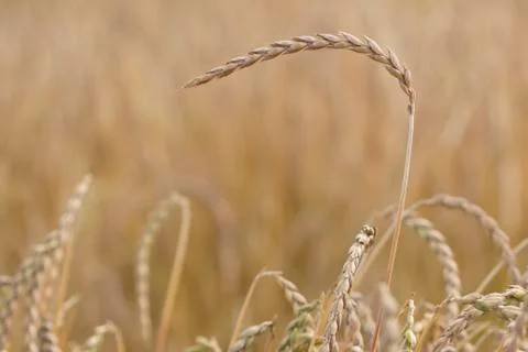 Field of spelt Stock Photos