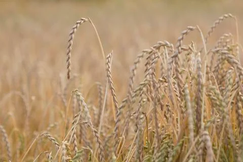 Field of spelt Stock Photos