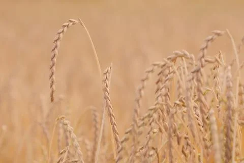 Field of spelt Stock Photos